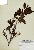 藏品(山桂花)的圖片